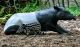 tapir_zl_zoo1.jpg